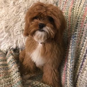 Meet your Posher, Jamie